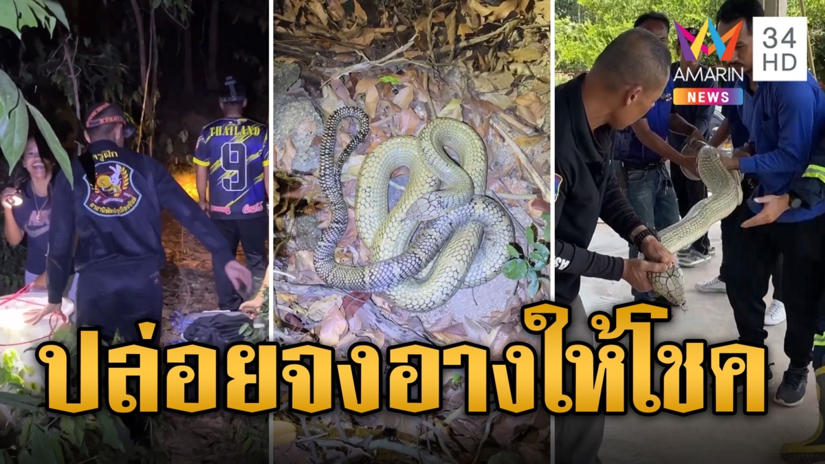 แบกถังปล่อยจงอาง ให้โชคขดเป็นเลขก่อนเข้าป่า
