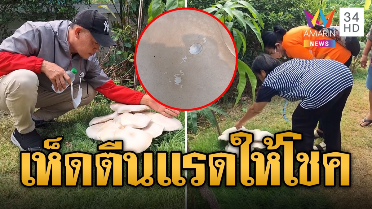 ฮือฮา เห็ดตีนแรดยักษ์บานใหญ่ โผล่สวนข้างบ้านเชื่อมาให้โชค