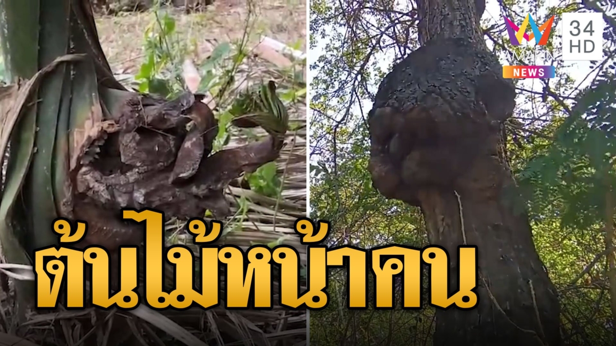 ฮือฮา! ต้นเต็งหน้าคล้ายคน