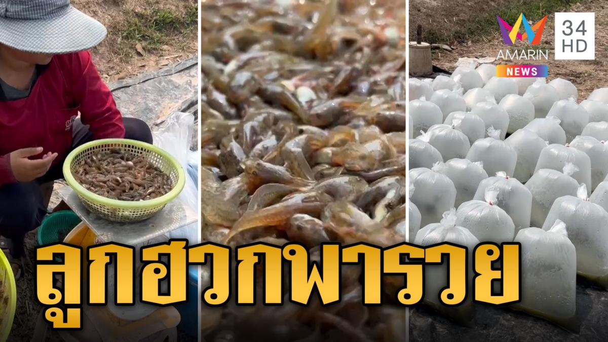 ลูกฮวกแช่แข็ง โกยเงินปีละ 20 ล้าน