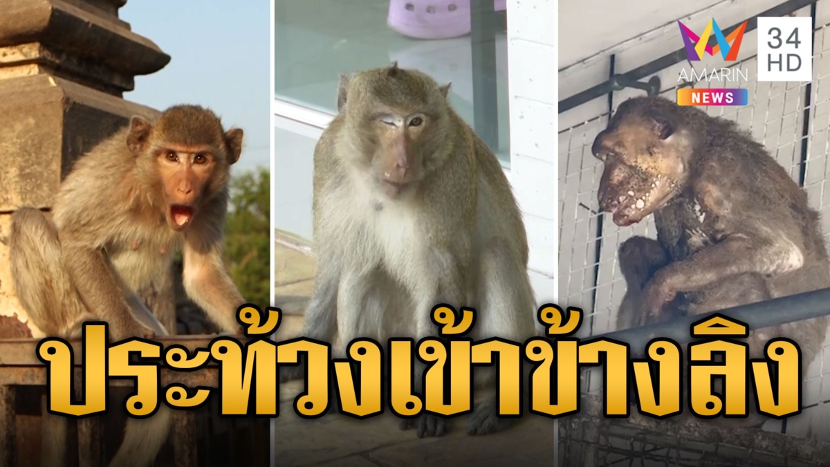 ชาวลพบุรีสุดทน ขึ้นป้ายประท้วง กรมอุทยานฯ เข้าข้างลิง
