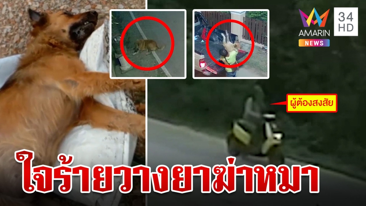 คนใจร้ายวางยาเบื่อหมา-ดิ้นทุรนน้ำลายฟูมปาก เจ้าของเผาพริกแช่ง