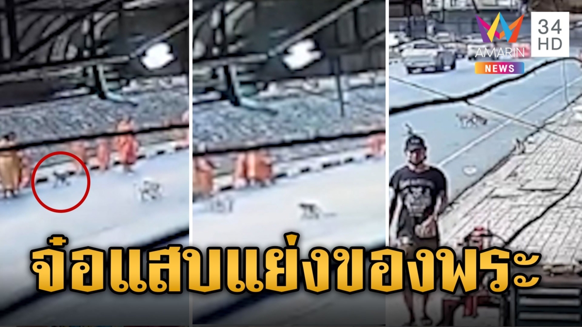 ผ้าเหลืองก็ไม่เว้น! ลิงลพบุุรีดักแย่งของพระเณรบิณฑบาต