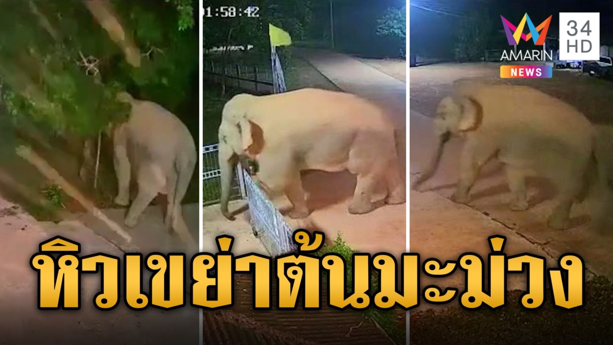 ช้างบุก! เปิดประตูรร. เขย่าต้นมะม่วงร่วงหมดต้น