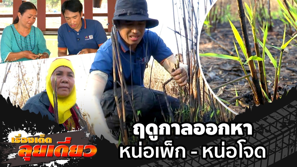 เรื่องเด็ดลุยเดี่ยว | ฤดูกาลออกหาหน่อเพ็ก-หน่อโจด จ.นครราชสีมา