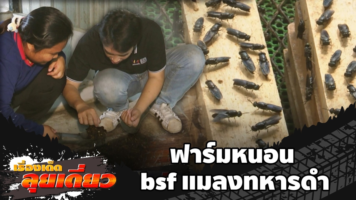 เรื่องเด็ดลุยเดี่ยว | ฟาร์มหนอน bsf แมลงทหารดำ จ.สระบุรี