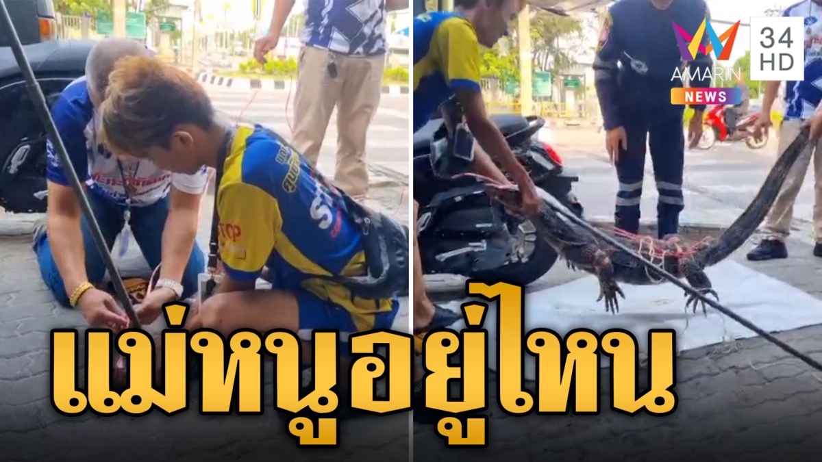 จับตัวเหี้ยยักษ์บุกร้านตามสั่ง สลดวันรุ่งขึ้นมีลูกมาตามหา