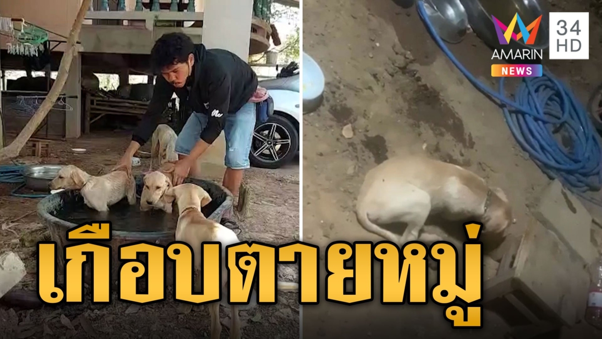 ร้อนจัด! หมาหวิดดับ ฮีทสโตรก เล่นงานเกือบตายหมู่