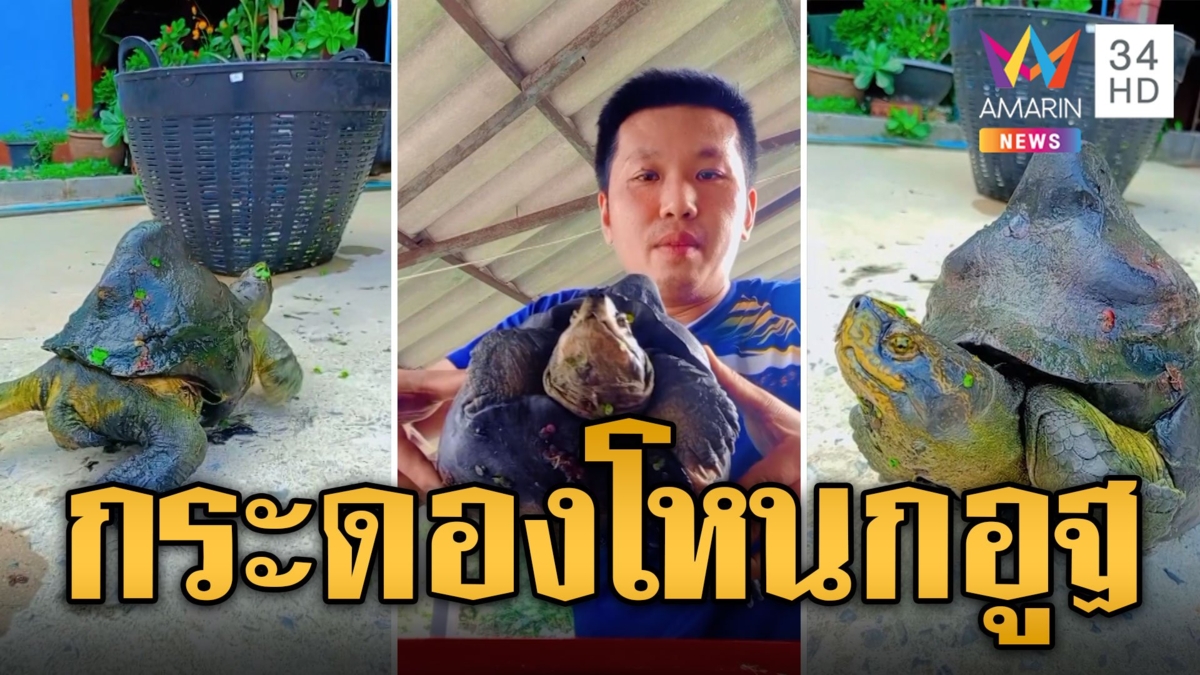 ฮือฮา! เต่ากระดองคล้ายโหนกอูฐ แห่ส่องเลขตรงมุมปาก