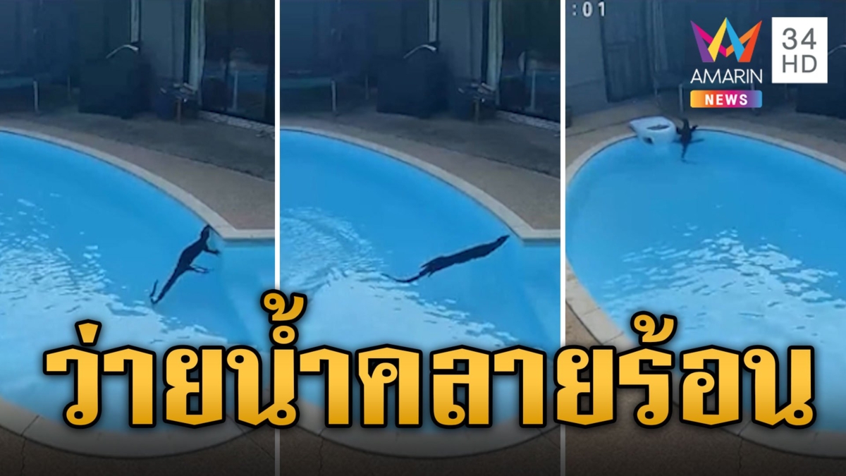 อากาศร้อน ตัวเงินตัวทองว่ายน้ำในสระ