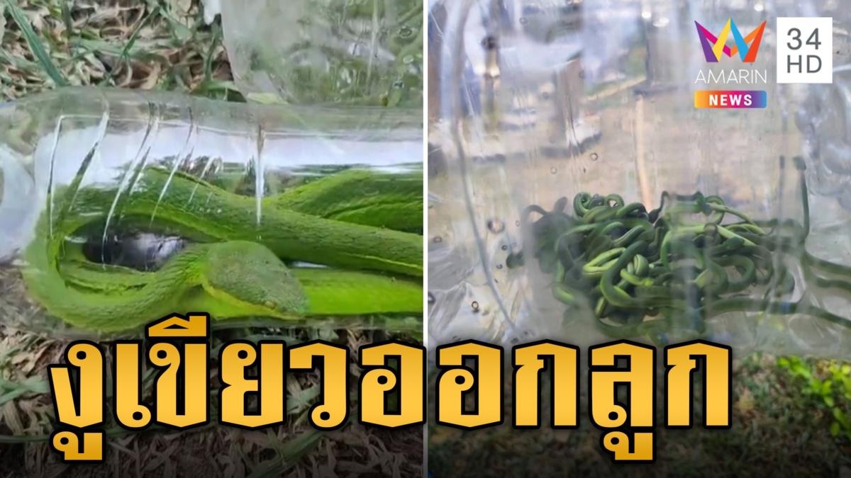 เจ้าของบ้านผงะ! งูเขียวออกลูก 120 ตัว เลื้อยยั้วเยี้ย