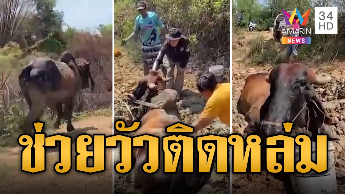 ชาวบ้านรวมพลังช่วยวัวพ่อพันธุ์ตัวใหญ่ ติดหล่มจมโคลน
