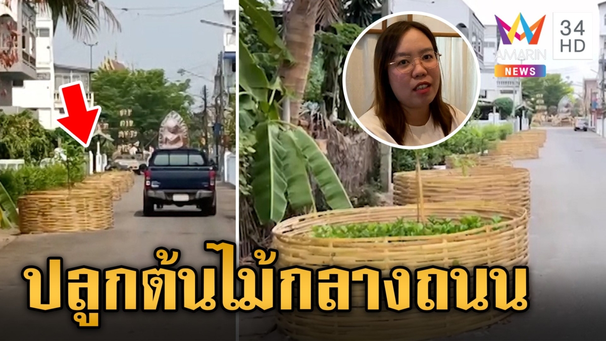 เทศบาลเมืองลำพูน ปลูกต้นไม้กลางถนน ชาวบ้านเดือดร้อน รถสัญจรลำบาก