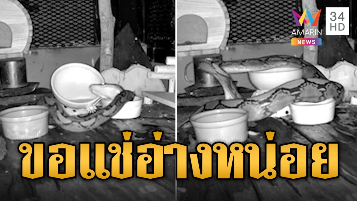 ร้อนไม่ไหว! เหลือมโผล่แช่อ่างน้ำในกรงนก
