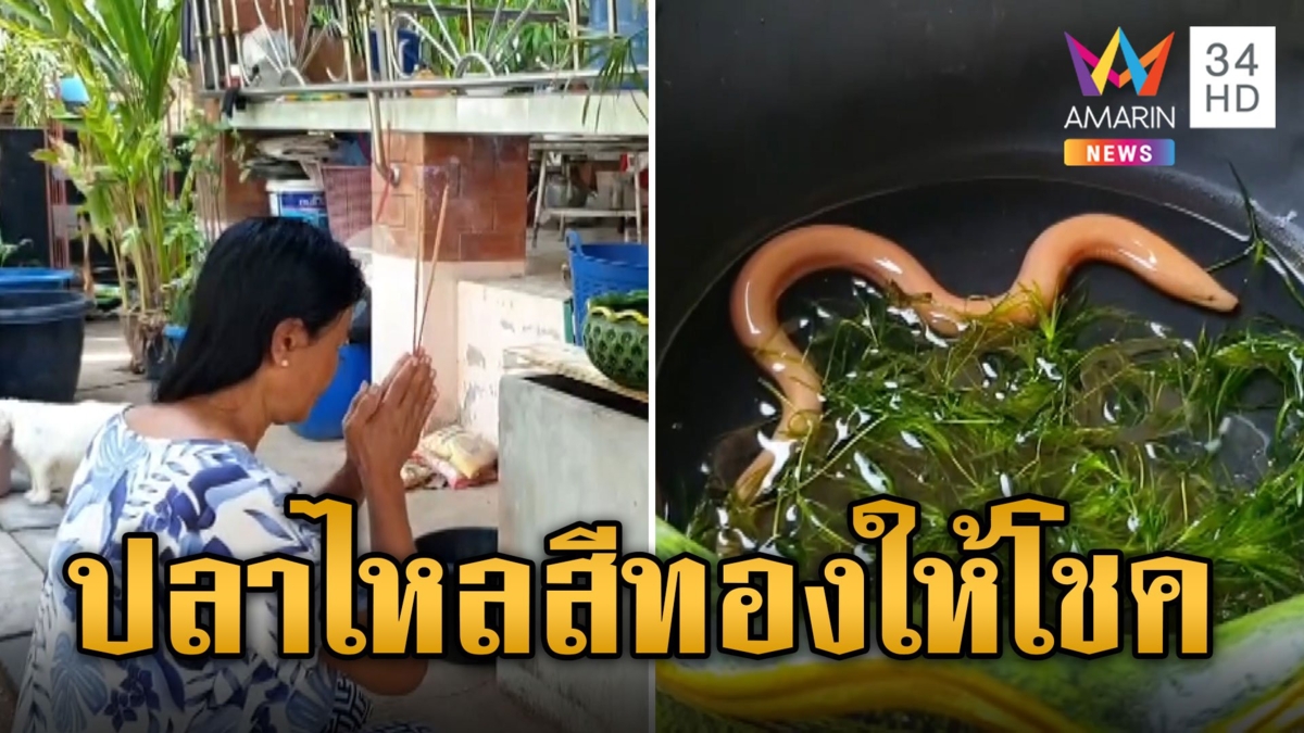 ปลาไหลสีทอง น่ารักตะมุตะมิ ชาวบ้านแห่ไหว้ขอโชคลาภ