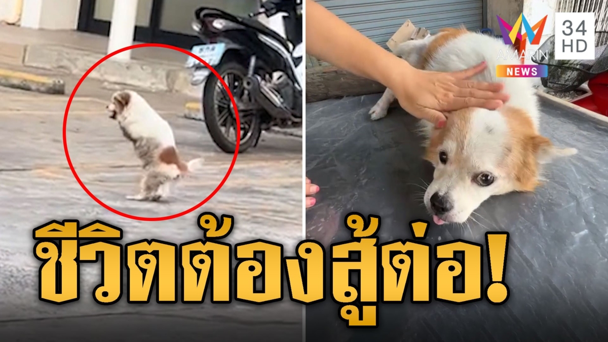 น่ารักน่าเอ็นดู น้องหมูยอ หมานักสู้ไร้ขาหน้า