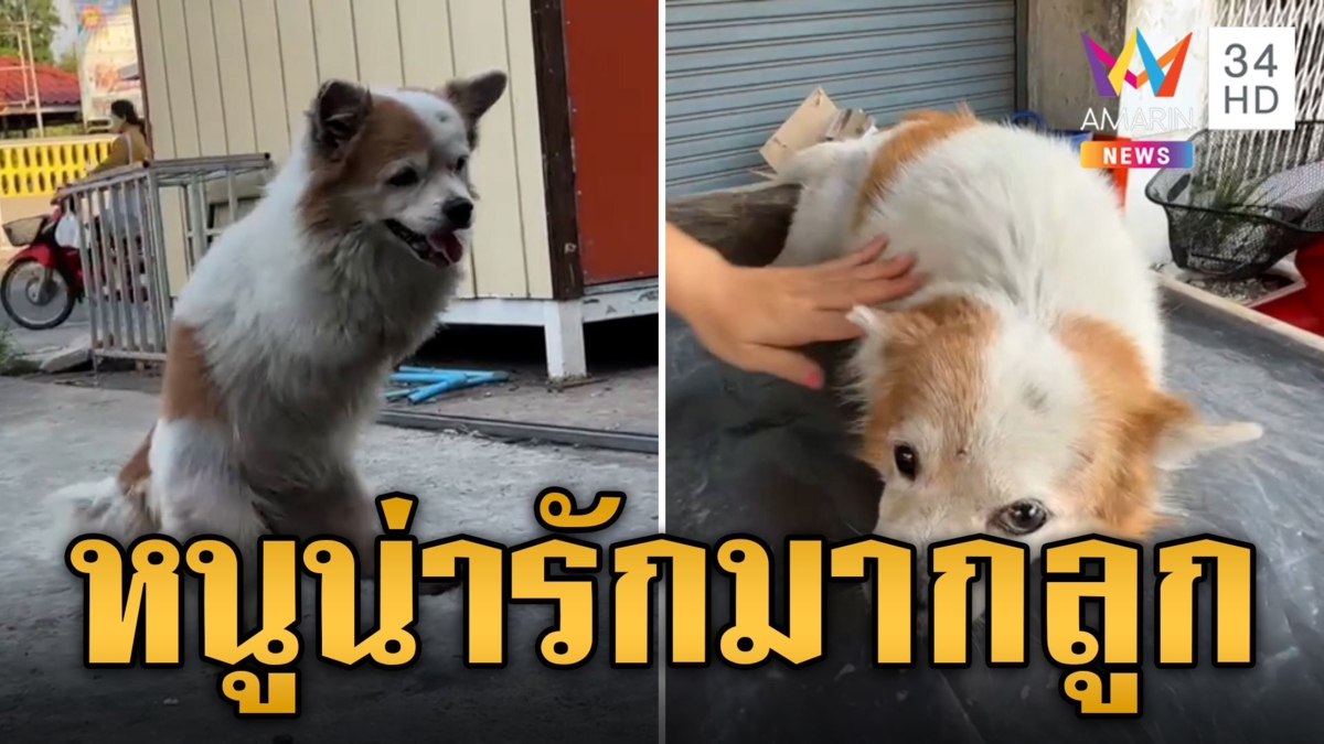 น้องหมูยอ ชิวาวา 2 ขา น่ารักน่าเอ็นดูคนแห่ยื่นมือช่วย