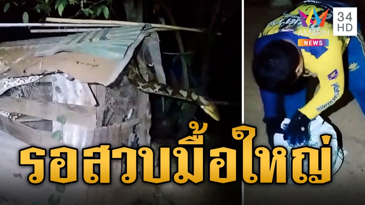 เหลือมยักษ์บุกเล้าไก่ รอสวบมื้อใหญ่