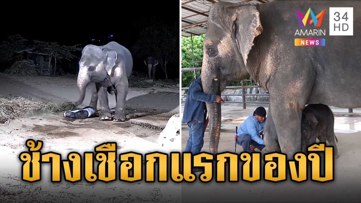 แห่ส่องเลข! ช้างเชือกแรกของปี ตัวเมียอายุ 10 วัน
