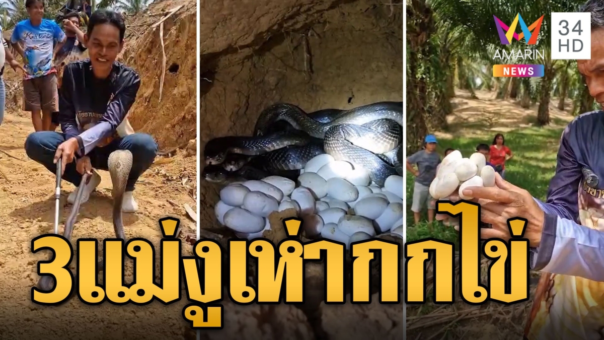ขนหัวลุก! 3 แม่งูเห่านอนกกไข่อยู่ในโพรงดิน