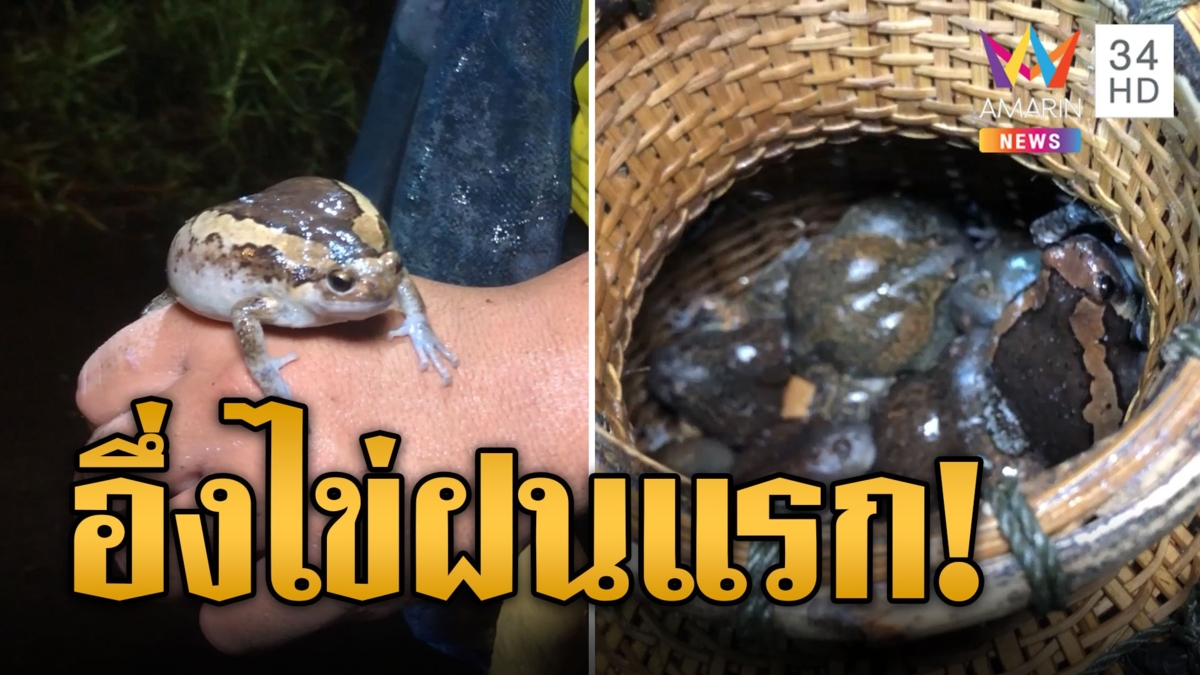 ล่าอึ่งไข่แรก! สร้างรายได้งามในฝนแรก