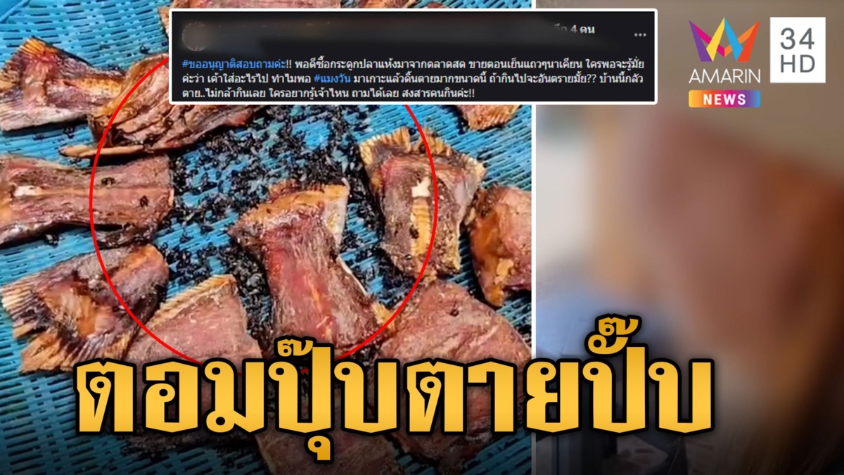 แมลงวันตอมปลาเค็มตายเกลื่อนเป็นร้อย คาดเคลือบยาฆ่าแมลง