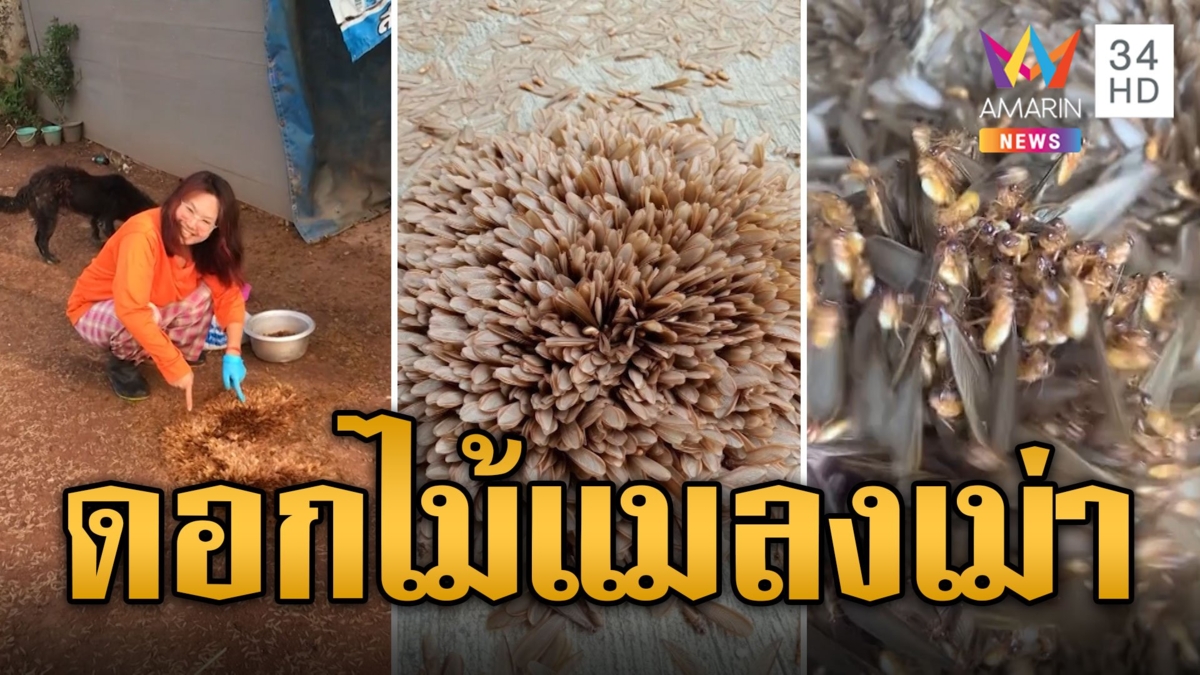แมลงเม่ารวมกลุ่มคล้ายดอกไม้ ชาวบ้านหวั่นเกิดอาเพศ