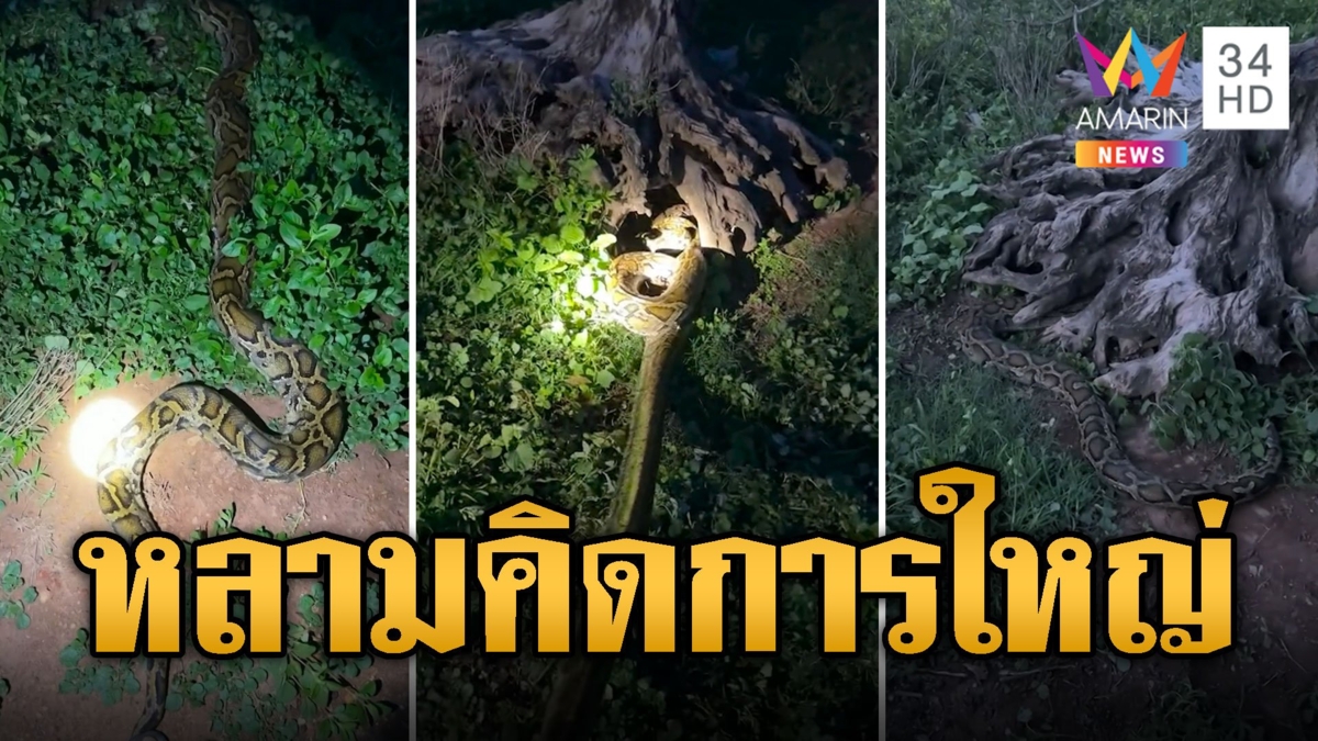 หลามยักษ์คิดการใหญ่ ซุ่มรอเขมือบแพะ สุดท้ายอดเจ้าของฟาร์มช่วยทัน