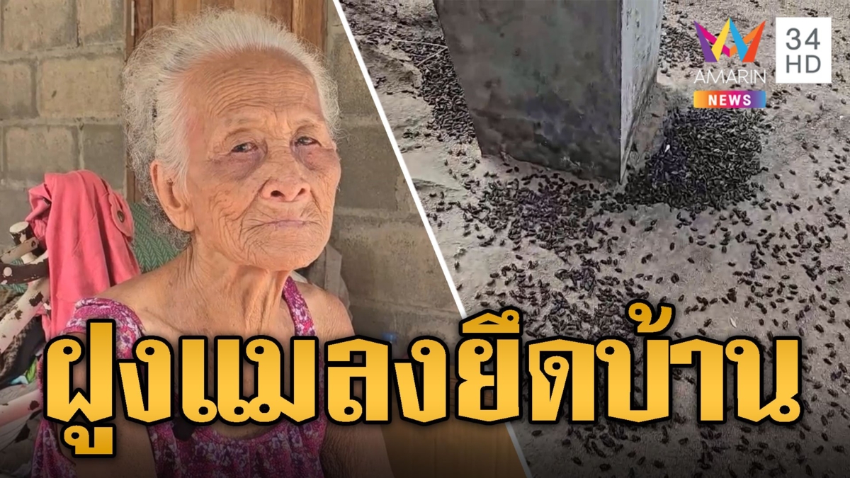 ยายจิตตก! แมลงนับล้านบุกยึดบ้าน