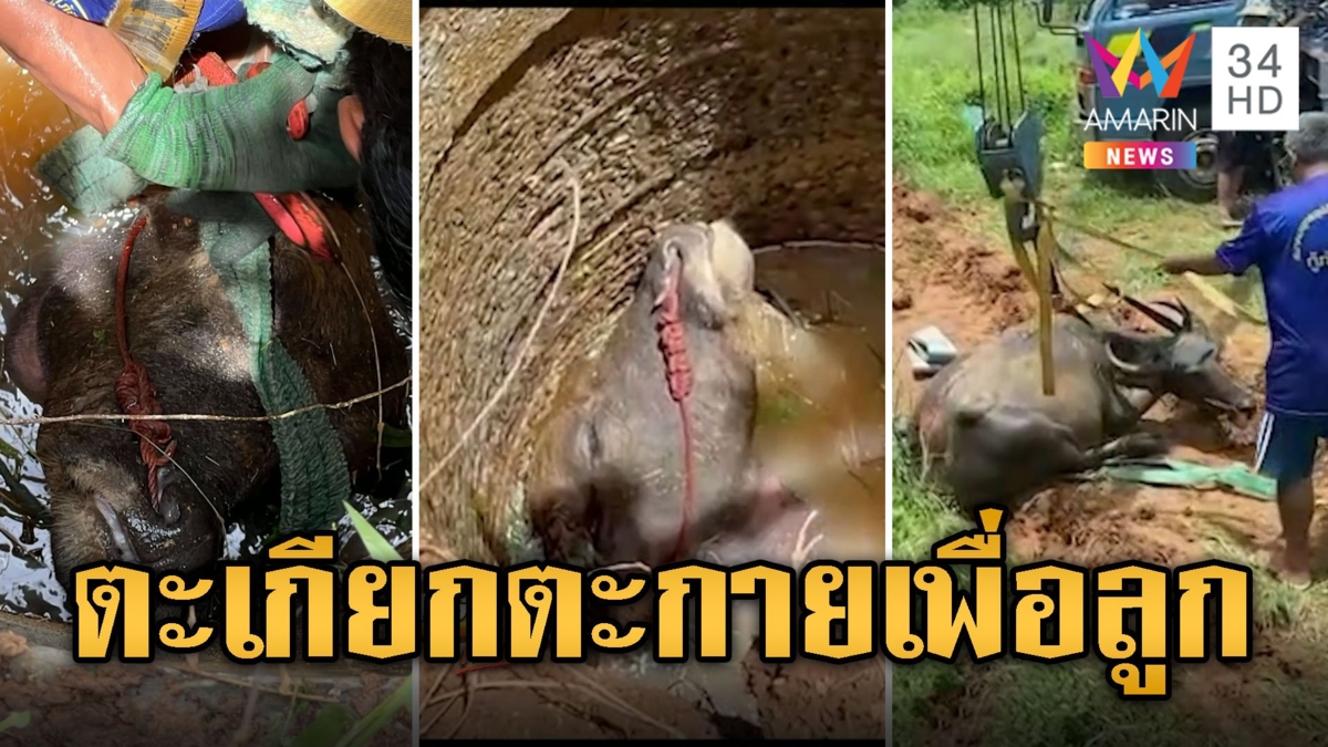 ทุลักทุเลจนท.โรยตัวลงบ่อ ช่วยควายแม่ลูกอ่อนโผล่หัวปริ่มน้ำหายใจ