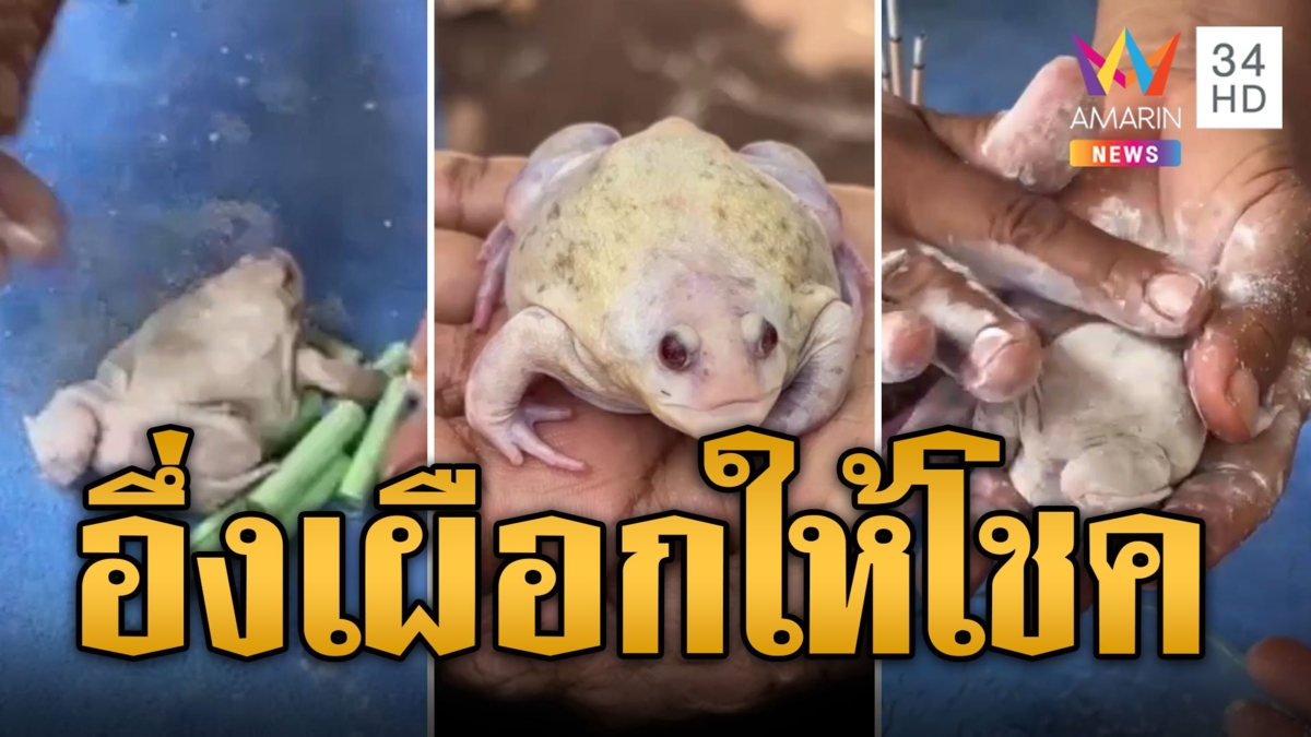 ลุ้นเป็นเศรษฐี จับอึ่งเผือกทาแป้ง เสี่ยงทายเลขเด็ด