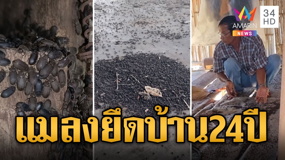 ยายน้ำตาตก ยาย 75 ทนทุกข์ 24 ปี แมลงปีกแข็งบุกบ้าน