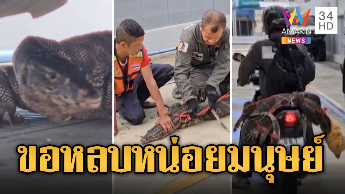 ตัวเหี้ยซุกซน วิ่งเข้าการไฟฟ้า หนีซ่อนตัวใต้ท้องรถ จนท.ไล่จับวุ่น
