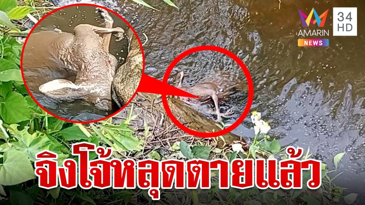 ไร้ปาฏิหาริย์! พบศพจิงโจ้ในป่าดอยสุเทพ คาดบาดเจ็บพลัดตกลงไปในน้ำตก