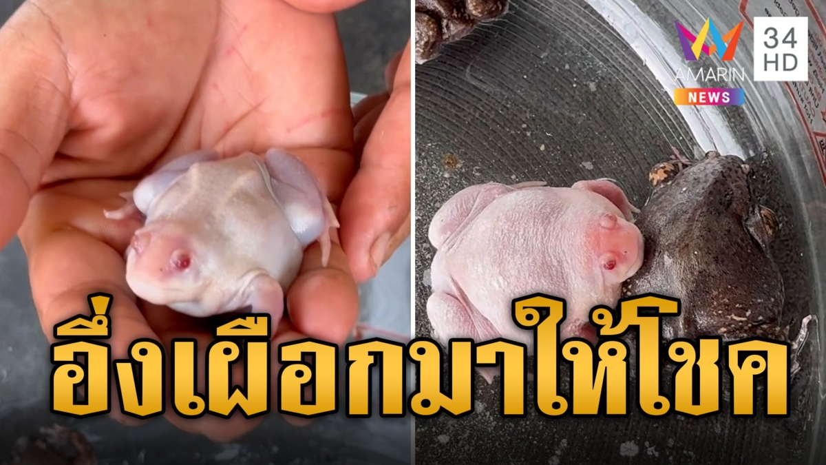 ลุ้นเป็นเศรษฐี อึ่งเผือกกระโดดใส่มือเลือกเจ้าของ เชื่อมาให้โชค