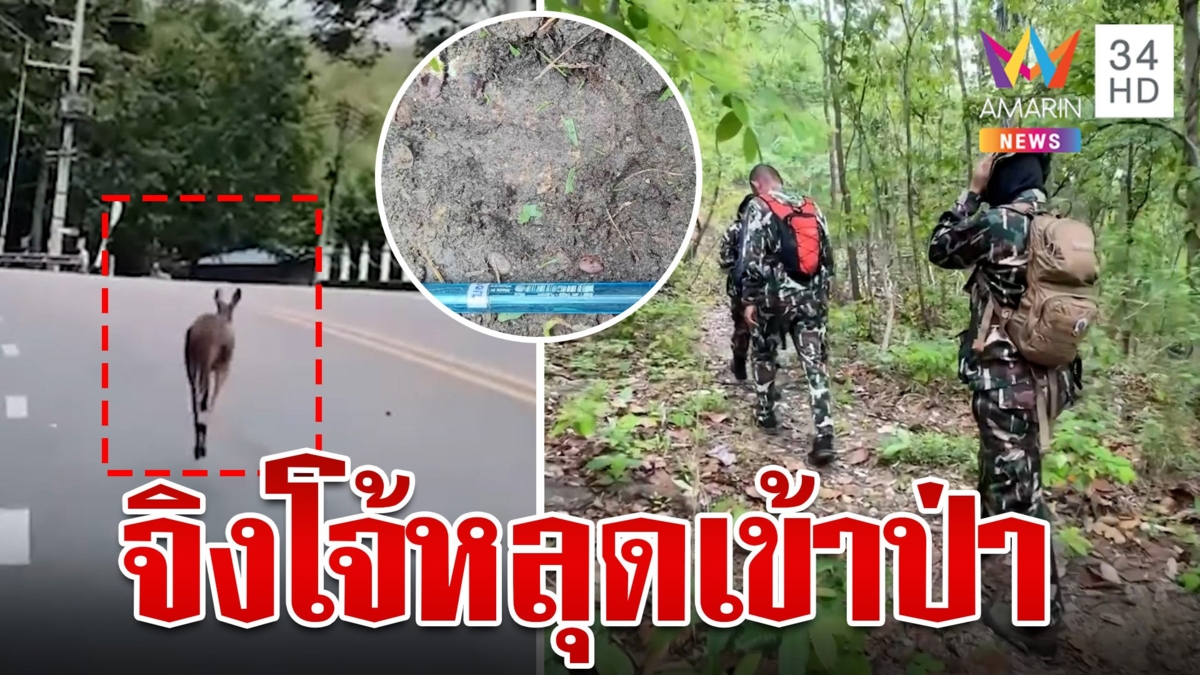 วุ่นทั้งเมือง!เร่งตามหาจิงโจ้หลุดจากกรง ชาวบ้านชี้หนีขึ้นดอยสุเทพแล้ว