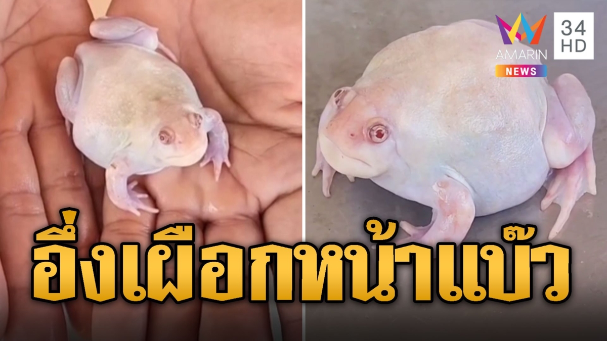 ฮือฮาทั้งหมู่บ้าน อึ่งเผือก ขาวนวลไม่เคยเห็น