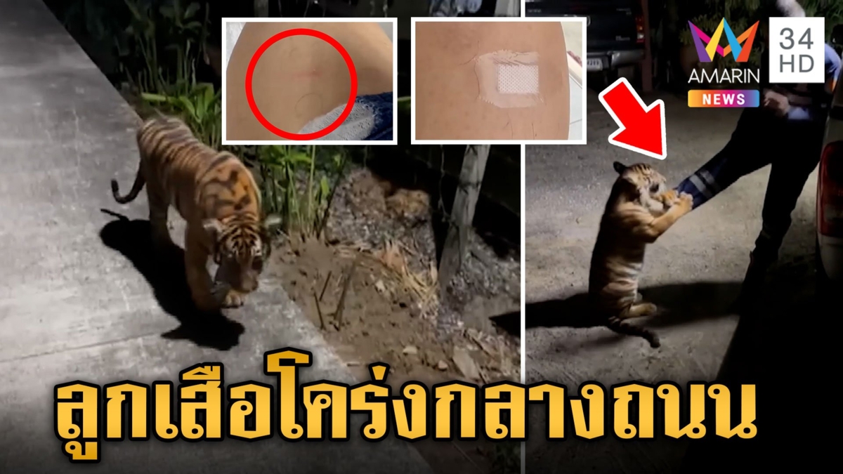 ผวา! ลูกเสือโคร่งโผล่กลางถนน เจ้าของอ้างเป็นลูกผสมสิงโต