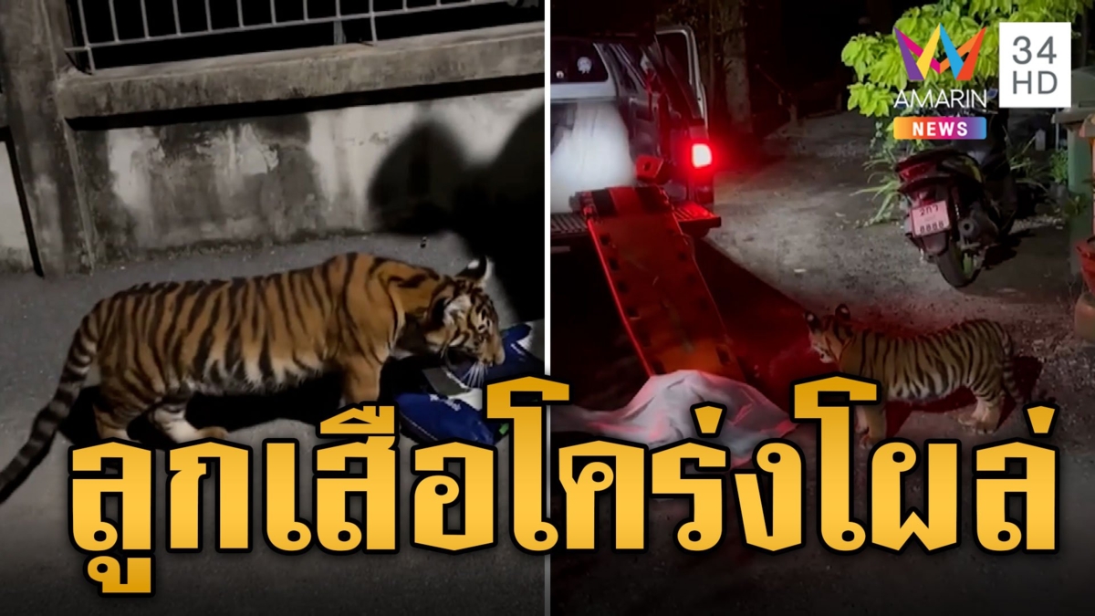 ผวาลูกเสือโคร่งโผล่กลางชุมชน วิ่งไล่กัดขานักข่าว