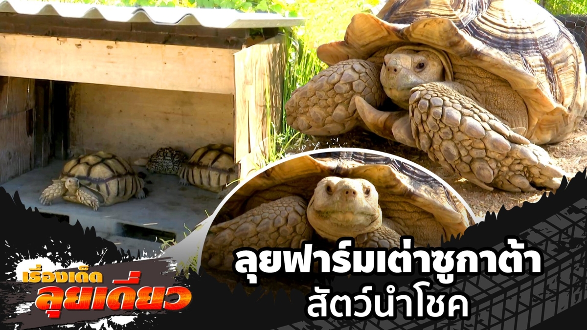 เรื่องเด็ดลุยเดี่ยว | ลุยฟาร์มเต่าซูกาต้า สัตว์นำโชค จ.ระยอง