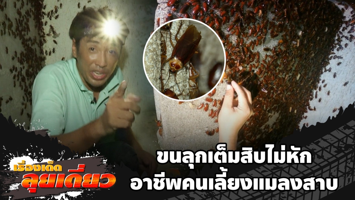 เรื่องเด็ดลุยเดี่ยว | ขนลุกเต็มสิบไม่หัก อาชีพคนเลี้ยงแมลงสาบ