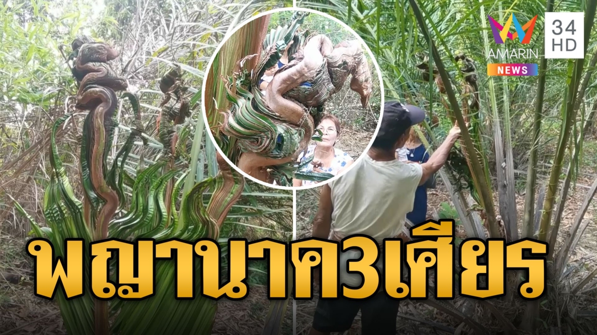 ฮือฮา! ต้นปาล์มแปลก ตั้งใบชูคอคล้ายพญาน