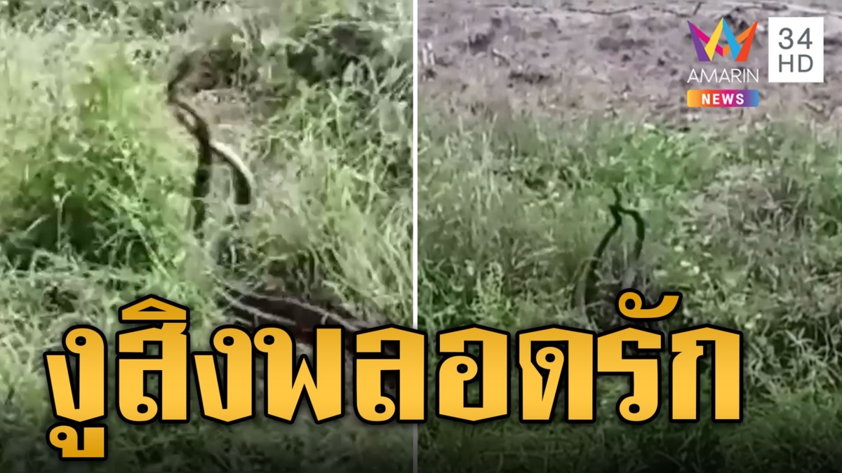 งูสิงพลอดรัก กู้ภัยกลัวบาปไม่กล้าจับ