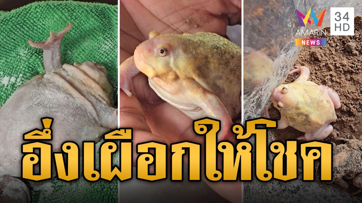 ฮือฮา ชาวบ้านเจออึ่งเผือก เชื่อมาให้โชค