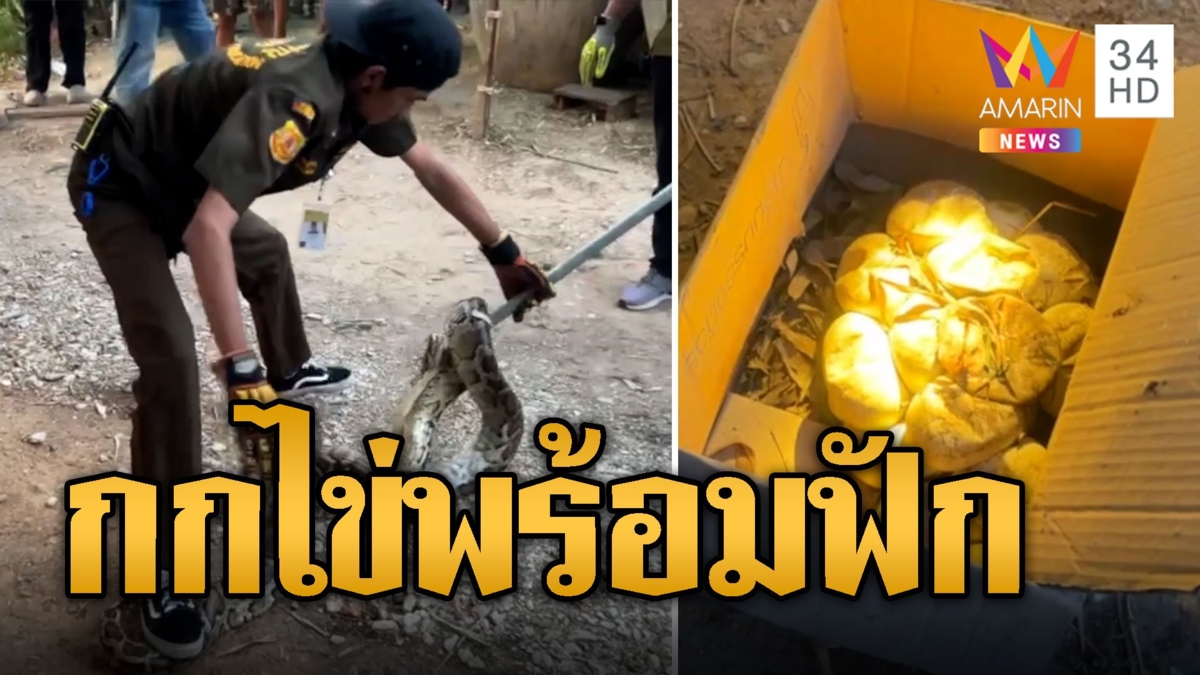 บุกจับหลามตัวใหญ่ ฟักไข่ 23 ฟองในสวนหลังบ้าน
