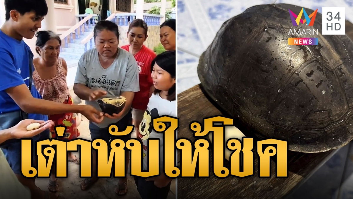 หนุ่มเจอเต่าหับกลางถนน เก็บมาเลี้ยง ออกไข่เชื่อได้โชค