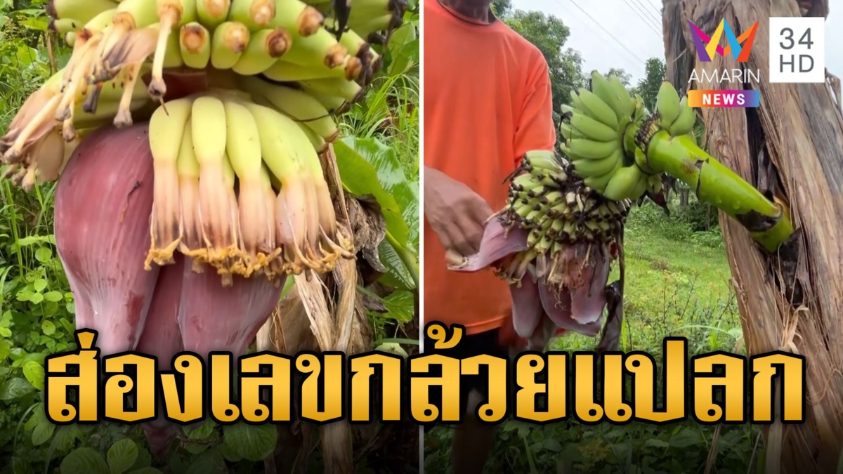 กล้วยแปลก! แทงปลีกลางลำต้น ชาวบ้านแห่ส่องเลขเด็ด