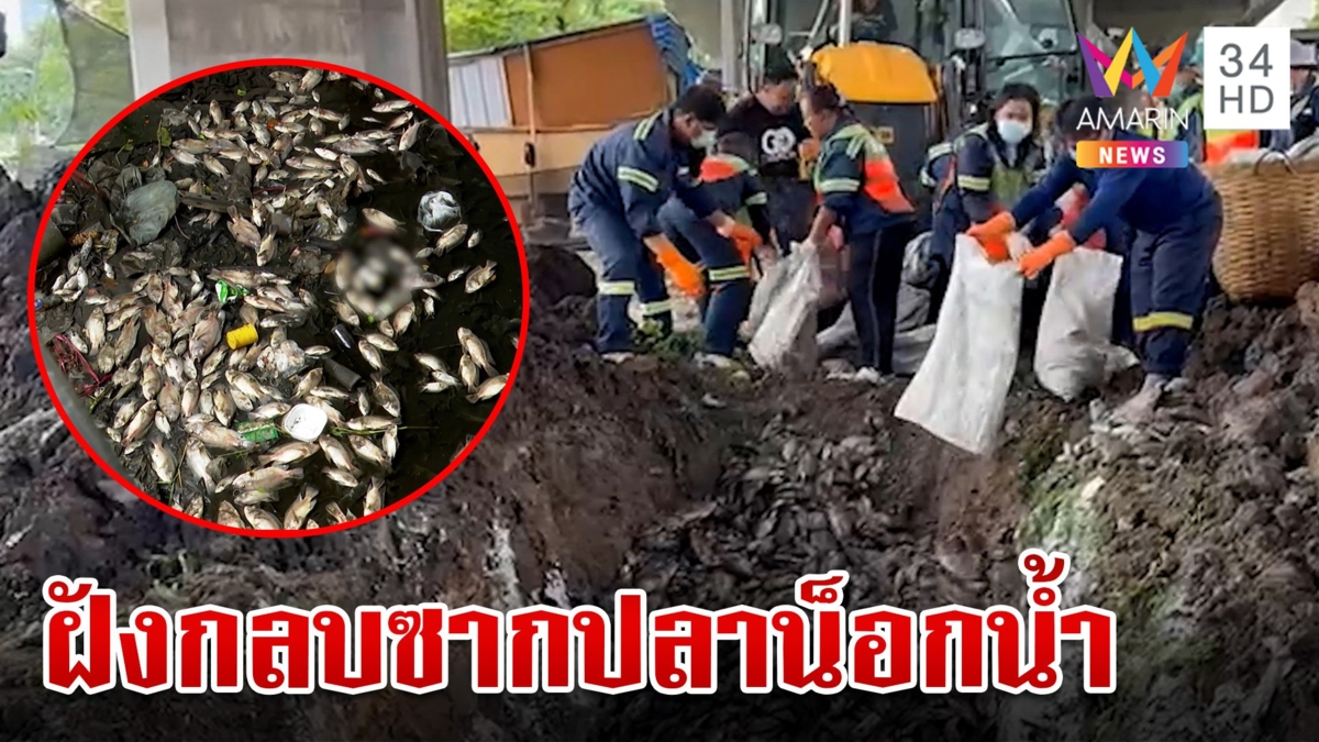 ฝังกลบปลาหมอคางดำ-ปลานิล กว่า 2 ตัน ตายเกลื่อนบึงมักกะสัน