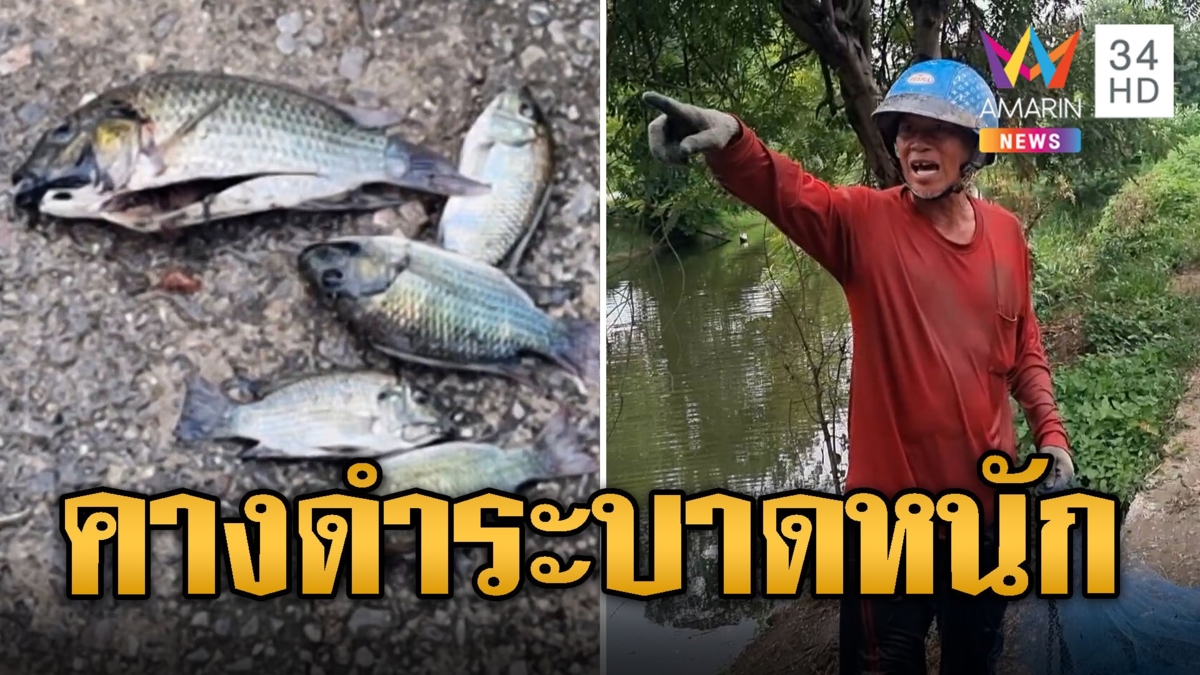 ระบาดหนัก! ปลาหมอคางดำ โผล่ 5 อำเภอ จ.ราชบุรี