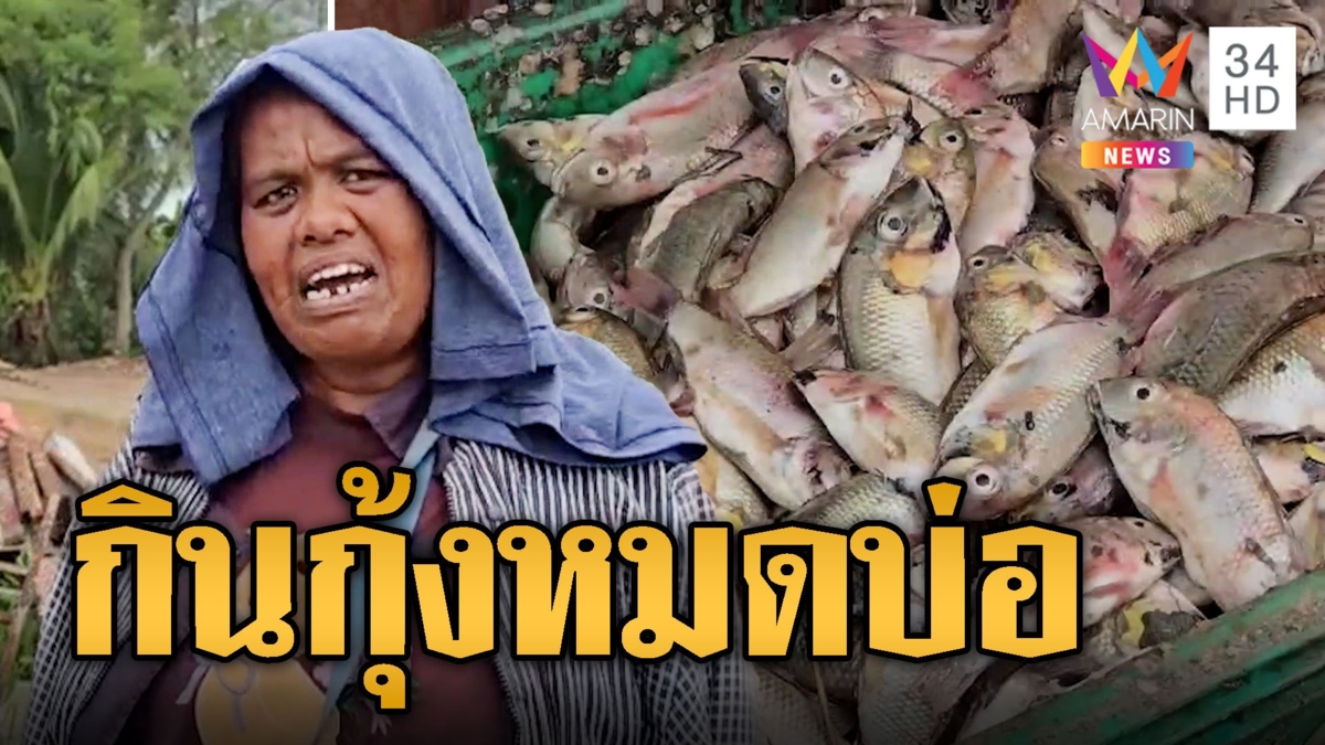 ขาดทุนยับ! ปลาหมอคางดำกินกุ้งหมดบ่อ โอดเลี้ยงไม่ได้เลย